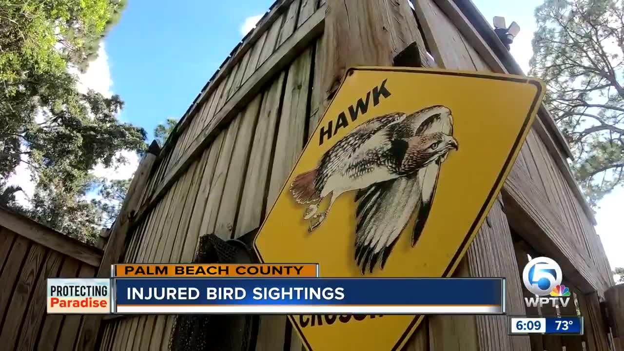 Injured bird sightings