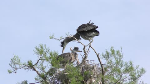 young Great blue herons in a nest