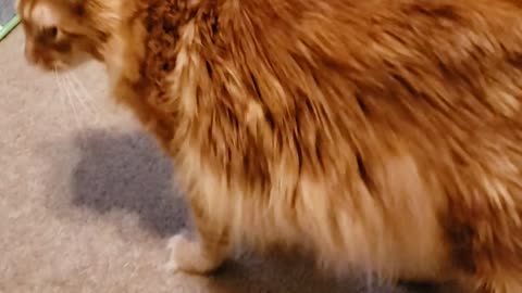 Hobbes Is So Fluffy!