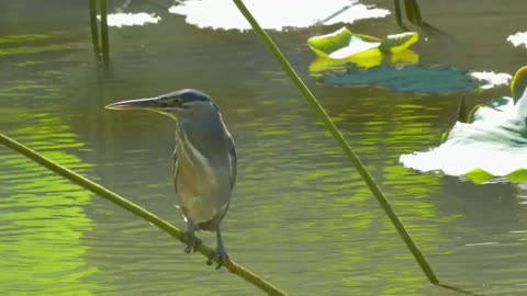 Bird standing on a pond plant - With great music