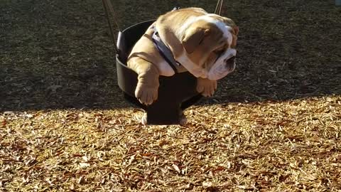 Bulldog puppy really enjoys swing at playground