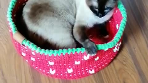a cute cat napping in his favorite basket