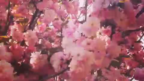 Layered cherry blossoms