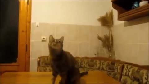 Cats Doing Cat Stuff