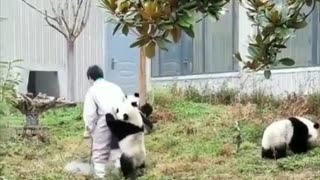 Pandas are making fun of the zookeeper