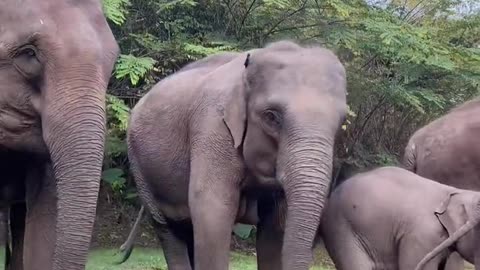 Elephant eats delicious food