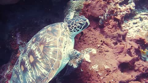 A Beautiful Colorful Turtle Swimming Underwater