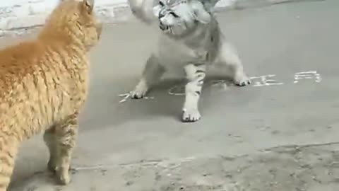 Lovely❤ funny 🐱 cat fighting