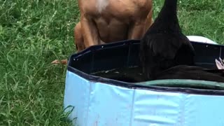 Boxer Mix Guards His Ducks While They Bathe and One Sneaks a Peck