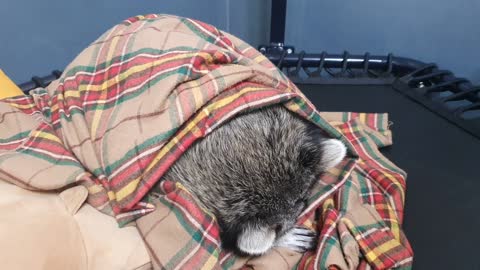 Raccoon sleeps in a blanket.