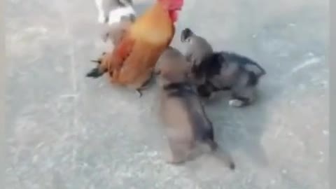 Chicken VS Puppy's Funny Video