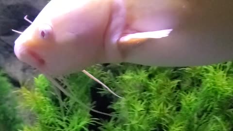 Rare majestic Albino catfish