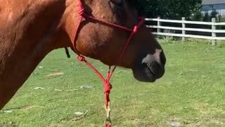 Horse Has a Hoarse Whinny