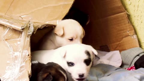 Dogs love boxes – Funny Dogs compilation: Rumble #Youtube #Shorts #