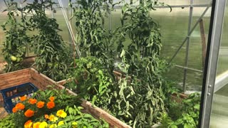 Pruning Tomatoes - Simply Home Life