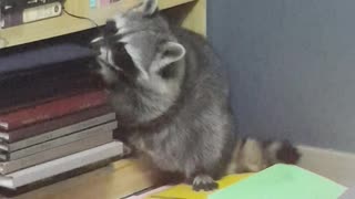 Raccoon messes up the house as usual.