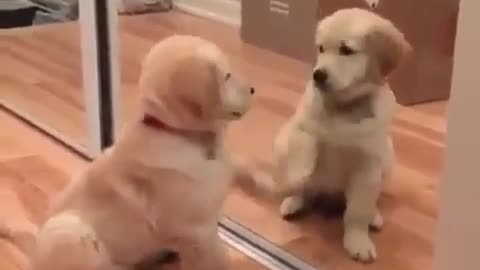 Funny dog puppy play the mirror