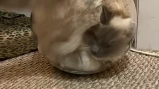 Ragdoll Cat Thinks She's a Fish