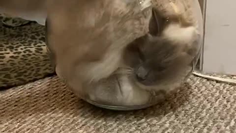 Ragdoll Cat Thinks She's a Fish