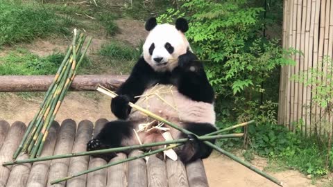 Bamboo eating Panda 2