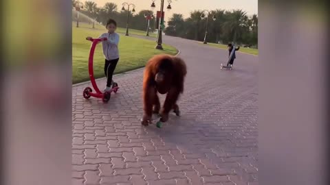 Rambo the orangutan riding skateboard with my …