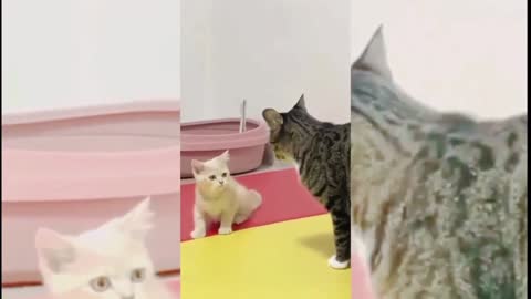 baby cat - cute and funny cat video