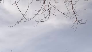 Bald eagle flying