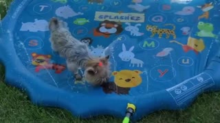 Yorkies Love their Relaxing Sprinkler Pool
