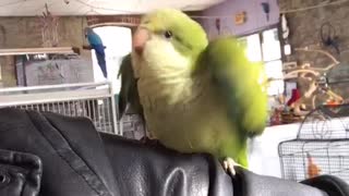 Happy Little Quaker Parrot