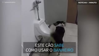 Um cão muito educado no banheiro