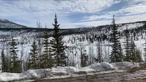 Caribou Herd Charges Vehicle