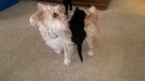 Pup Is So Confused By The Kitten That Wants A Piggyback Ride
