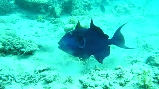 Amazing Fish swim in the Red Sea, colorful fish 1 - photographed by Avner Efrati