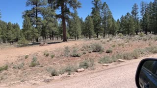 Camping near Tusayan AZ over the years, Grand Canyon