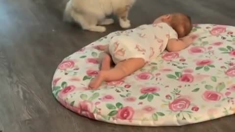 Cat baby with cute baby