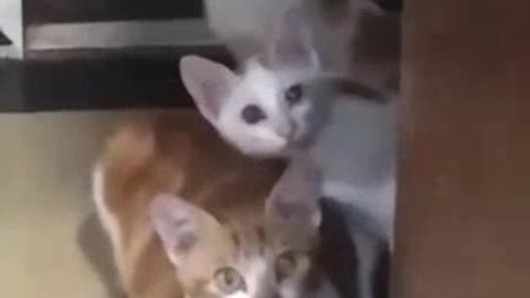 Cute cats reactions on neighbors filing.