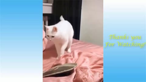 Amazing Cat Reaction! | Funny Cat :D