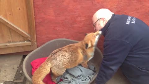 Fox who loves the man who saved