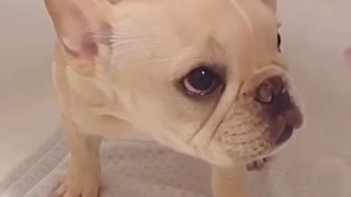 Frenchie bubble bath