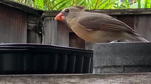 #Back Yard Birds Hawai’i Female Cardinal newcomer