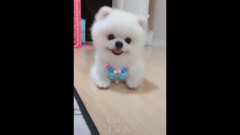 😹Cute Pets And Funny Animals Compilation 2021
