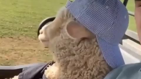 Cool sheep with human