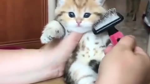 Funny Cute Cat