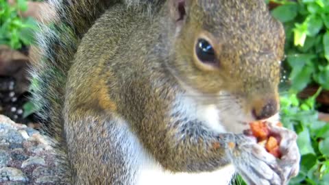 Squirrel eating acorns in the open Don't miss this scene