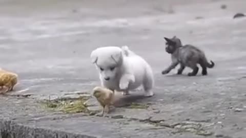 Cute Puppy Playing with Chickens Video Got Viral