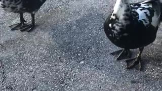 Wild ducks act like dogs!!