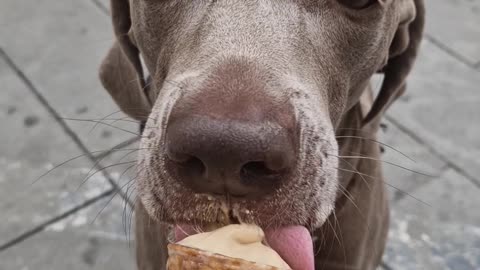 Cute weimaraner eating ice cream