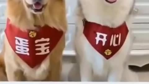 FUNNY DOGS TRY NOT TO LAUGH AT THIS VIDEO