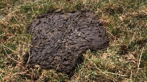 Dung Beetles Break Down Manure