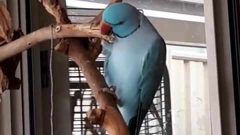 Parrot playing with its beak with wood branches